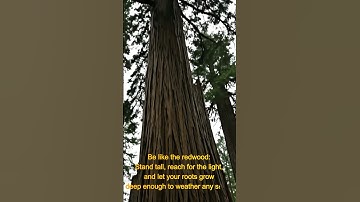 The Redwood Principle: How to Build Deep Roots and Weather Every Storm (Motivation)