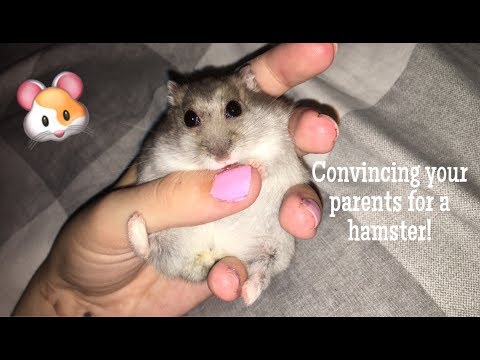 Como convencer seus pais para um hamster