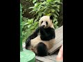Panda is relaxing and eating bamboo #panda #bamboo #food #eating