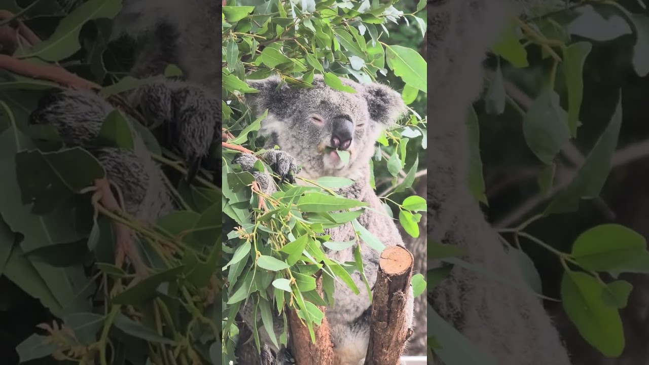 2025 Christmas Day seeing 