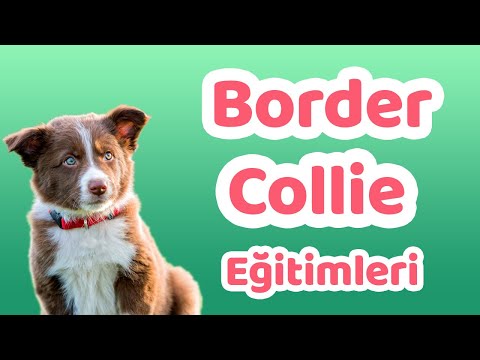 Video: Border Collie Puppy Seçme ve Eğitim