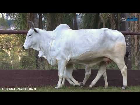 ADIR 4824 - ZAYNAB DA 2L - LOTE 09