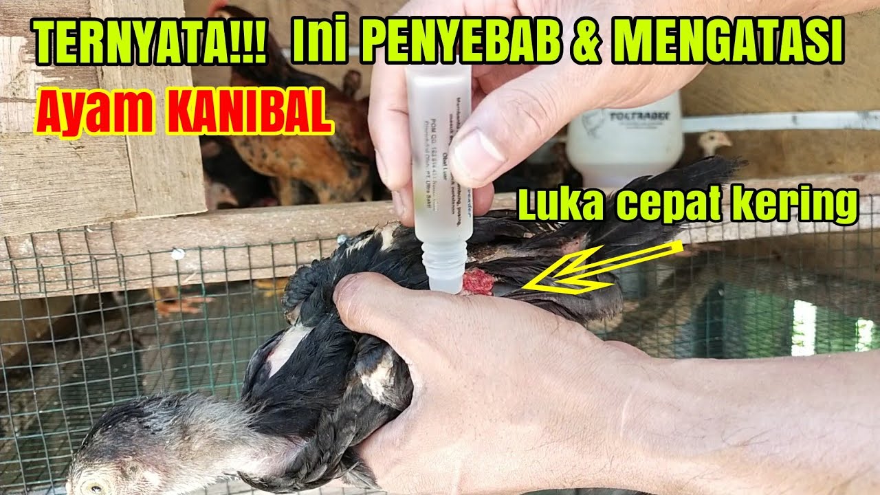 TERBUKTI! Cara Ampuh Mengatasi Ayam Kanibal