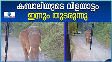 Wild Elephant | Athirapally | അതിരപ്പിള്ളി റോഡില്‍ വീണ്ടും വാഹന യാത്രികരെ വിറപ്പിച്ച്  കബാലിയിറങ്ങി
