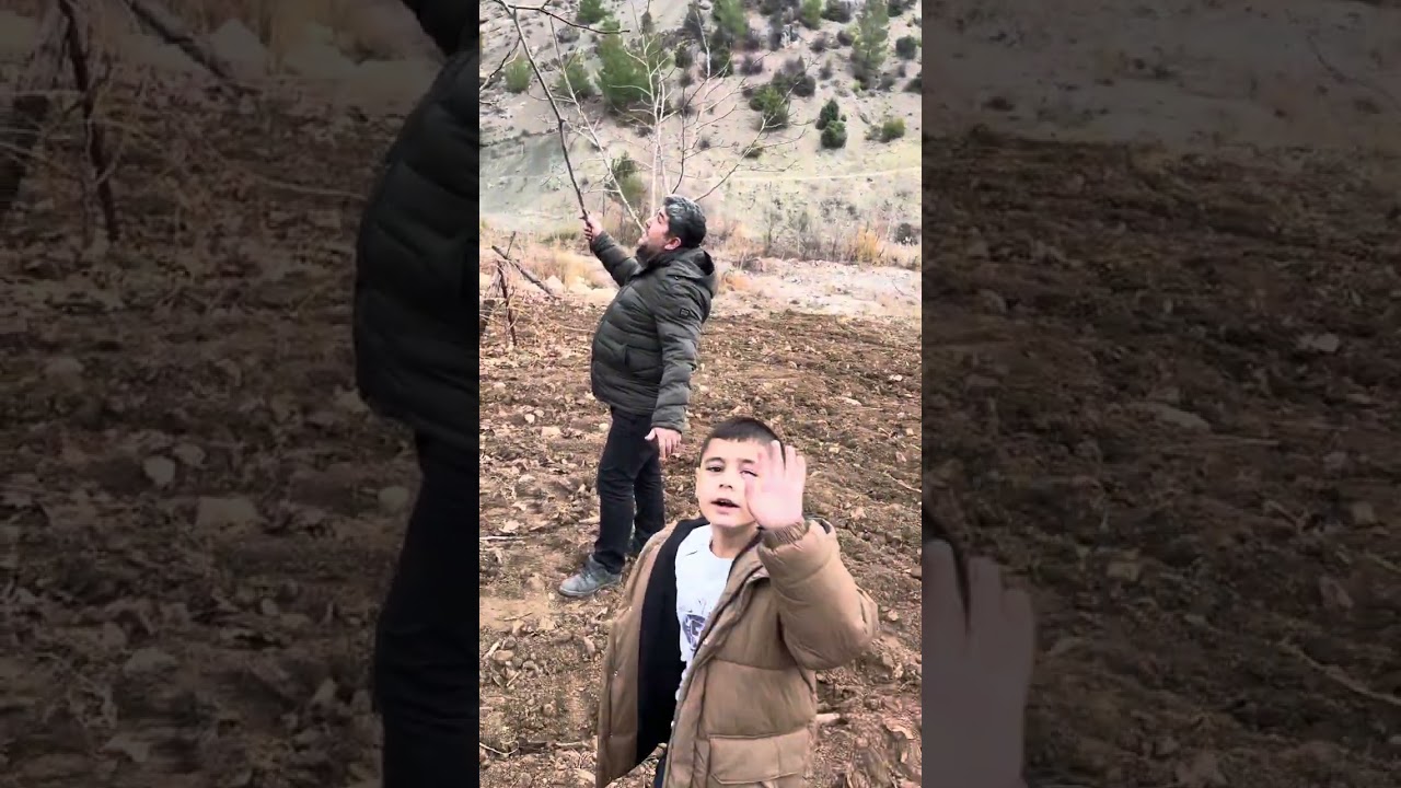 Ceviz ağacında kış bakımı nasıl yapılır?