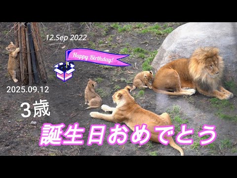 かめれおんです❗️オランウータン　旭山動物園　レトロ　初代　レア　希少❣️ かめれおん様専用です❗️オランウータン 旭山動物園 レトロ