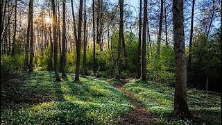 ASMR Forest Walk In Sweden, Soft Speaking Swedish Facts with Mouth Sounds screenshot 5