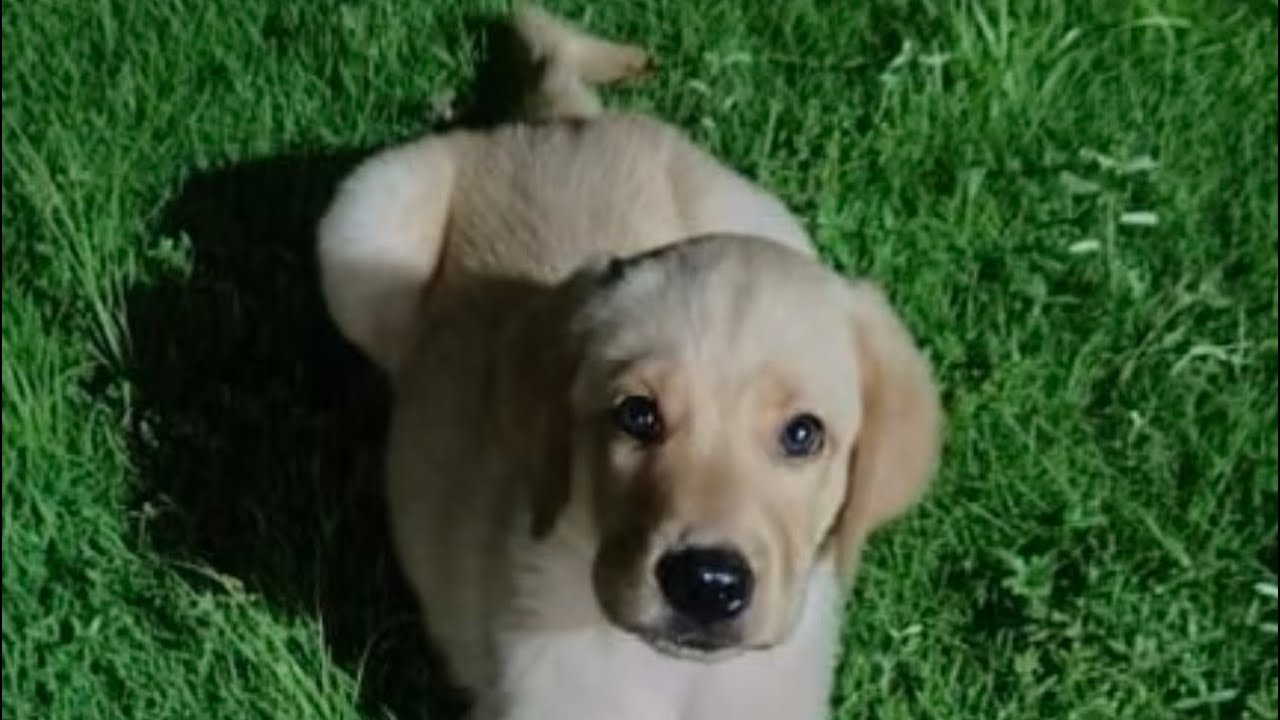 Day in the life of a pup #puppyfever #therapeutic