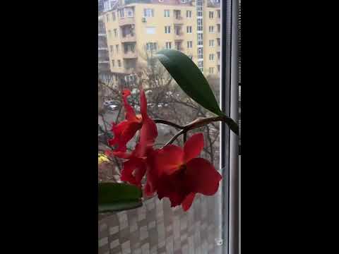 Видео: Информация за орхидеята Cattleya - Как да отглеждаме орхидеи Cattleya