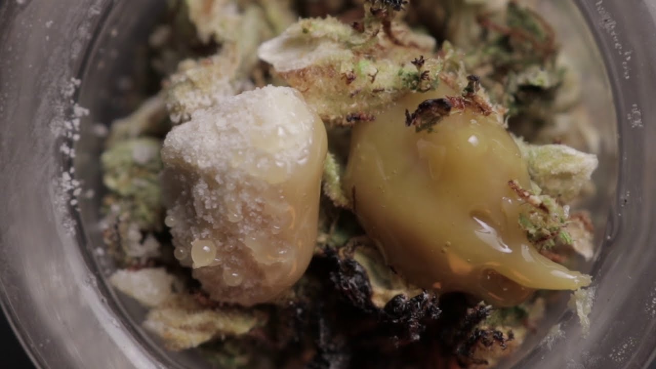 THCA & Rosin Melt from Blue River Terps | Budsbie Burns (Ep.22)