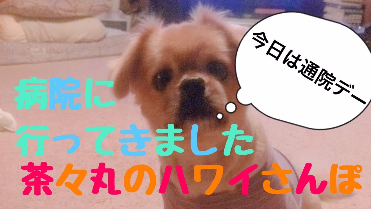 ハワイ 茶々丸の病院に行ってきました Youtube ハワイ 茶々丸の病院に行ってきました Youtube