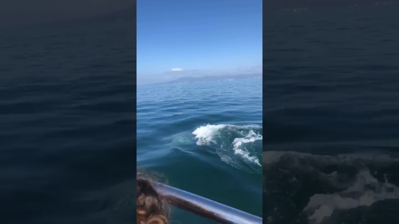 Whale watching in Mexico part1 - YouTube