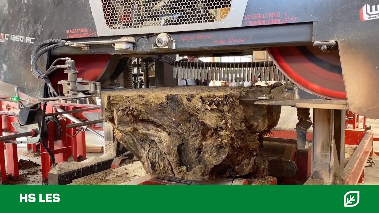 Walnut root sawing for exclusive furniture tables