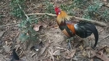 20 (12)tag ki no mu dib qaib tuaj zoo kawg nawb 2024