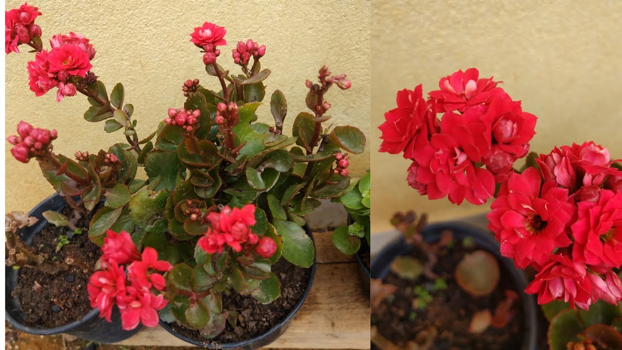 Segredo pra sua kalanchoe sempre florir,como cuidar,plantar e adubação.