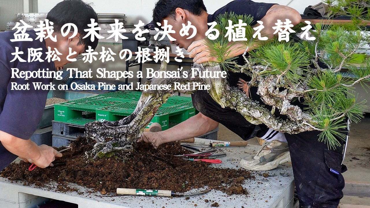 Repotting That Shapes a Bonsai's Future — Root Work on Osaka Pine