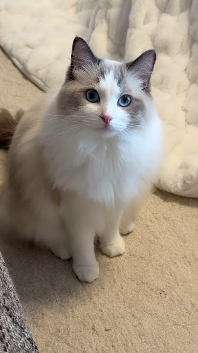 Cat meowing to attract cats