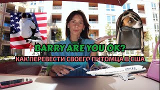 Как мы перевезли собаку в США? 🇺🇸