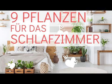 Video: 8 Besten Indoor-Filterpflanzen Welche Pflanzen Reinigen Die Luft Besser? Liste, Foto