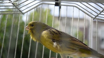 Mr. Unstoppable Part 2 - Canary Training Video