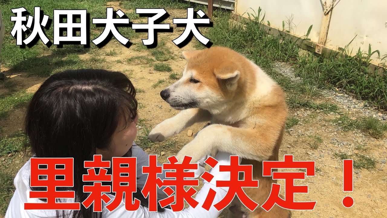 秋田犬子犬の男の子里子に出ました Animal Rescue Nursing Youtube