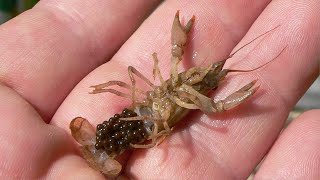 Baby Crawfish Breeding: 3 Month Results