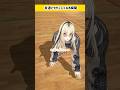 #虎のいる生活