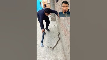 Dùng ống nước bắt rắn hổ mang cực kỳ hiệu quả #snake