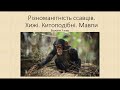 Біологія. Тварини. Різноманітність ссавців. Хижі. Китоподібні. Мавпи