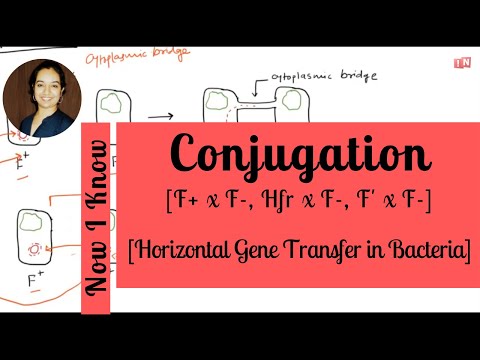 Bacterial Conjugation - Horizontal Gene Transfer Part - I [F+ x F-, Hfr x F-, F&rsquo; x F-]
