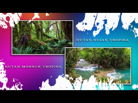 GEOGRAFI TINGKATAN 5 BAB 5 (5.3) : Perbandingan Hutan hujan tropika dan Hutan monsun tropika