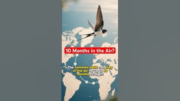 10 Months in the Air?! The Swift’s Secret. #swift #fypシ #birds