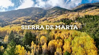 Otoño en el norte de México : Un sendero entre Hojas Doradas en la Sierra de Marta 🍂