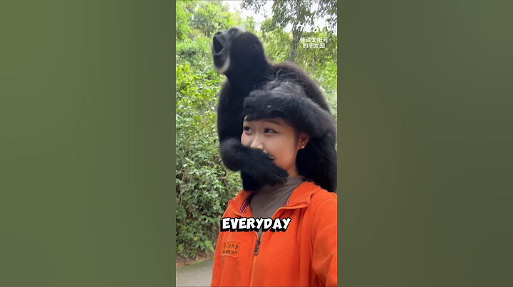 A Gibbon’s One Last Song