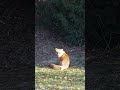 Red Fox