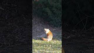 Red Fox
