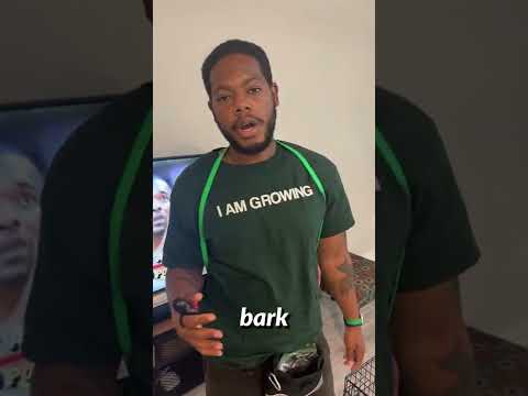 Should I get a bark collar?