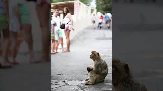 Gibraltar | Wikipedia audio article