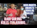 BABI GULING KULIT TERRR JUMBO DARI YANG PALING JUMBO || DI BANTU MAHLUK HALUS AGAR LEBIH KRIUK