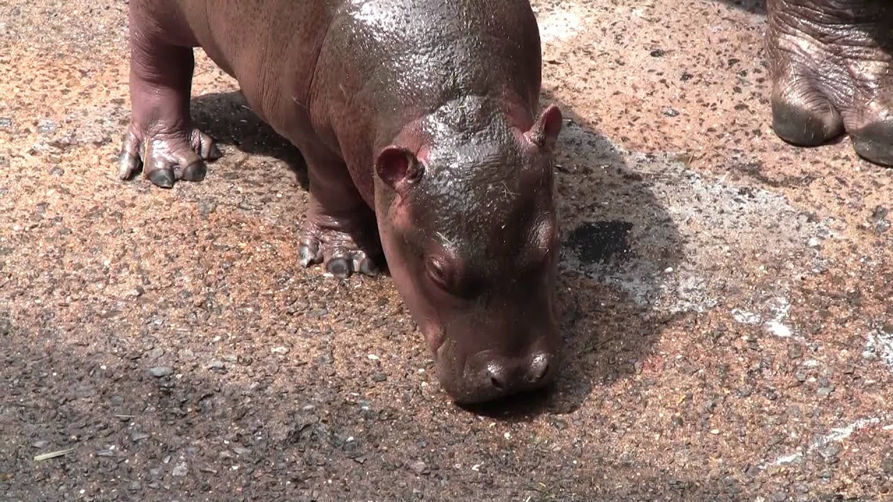 カバの赤ちゃんってこんなにかわいいの みんな骨抜きになっちゃう Fundo