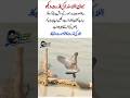 SubhanAllah! Amazing Wisdom of Allah – Bird Outsmarts Snake 😲🕊️🐍