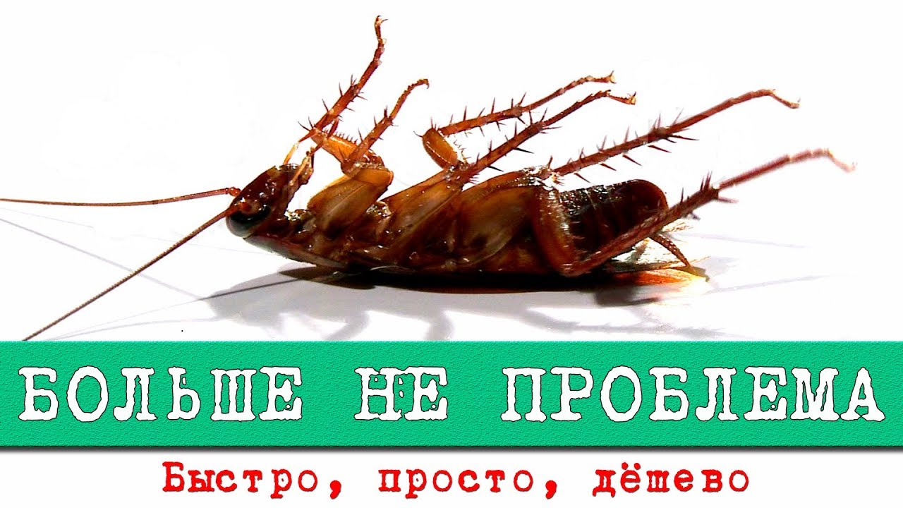Как избавиться от тараканов. Лучший способ уничтожить. Барс (фипронил). Интересные факты о тараканах