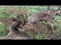 Two GIANT WHITETAILS With Locked Antlers - The Management Advantage