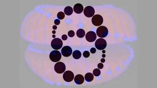Crop Circles Spun Dual Torus Animation