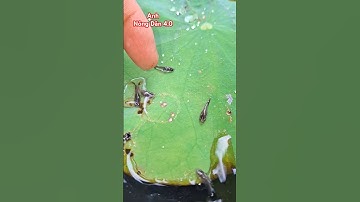 giải cứu đàn cá nhỏ mắc kẹt trên lá sen #tin3phut #kienthucthuvi #shots #giaitri #giaicuu