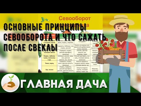 Основные принципы севооборота и что сажать после свеклы