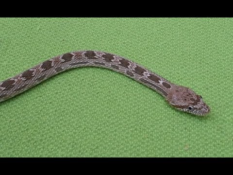 طريقة جديدة و سهلة للتعرف على الافاعي القسم الغير سام بقلاوية الصحراء مع جمال العمواسي