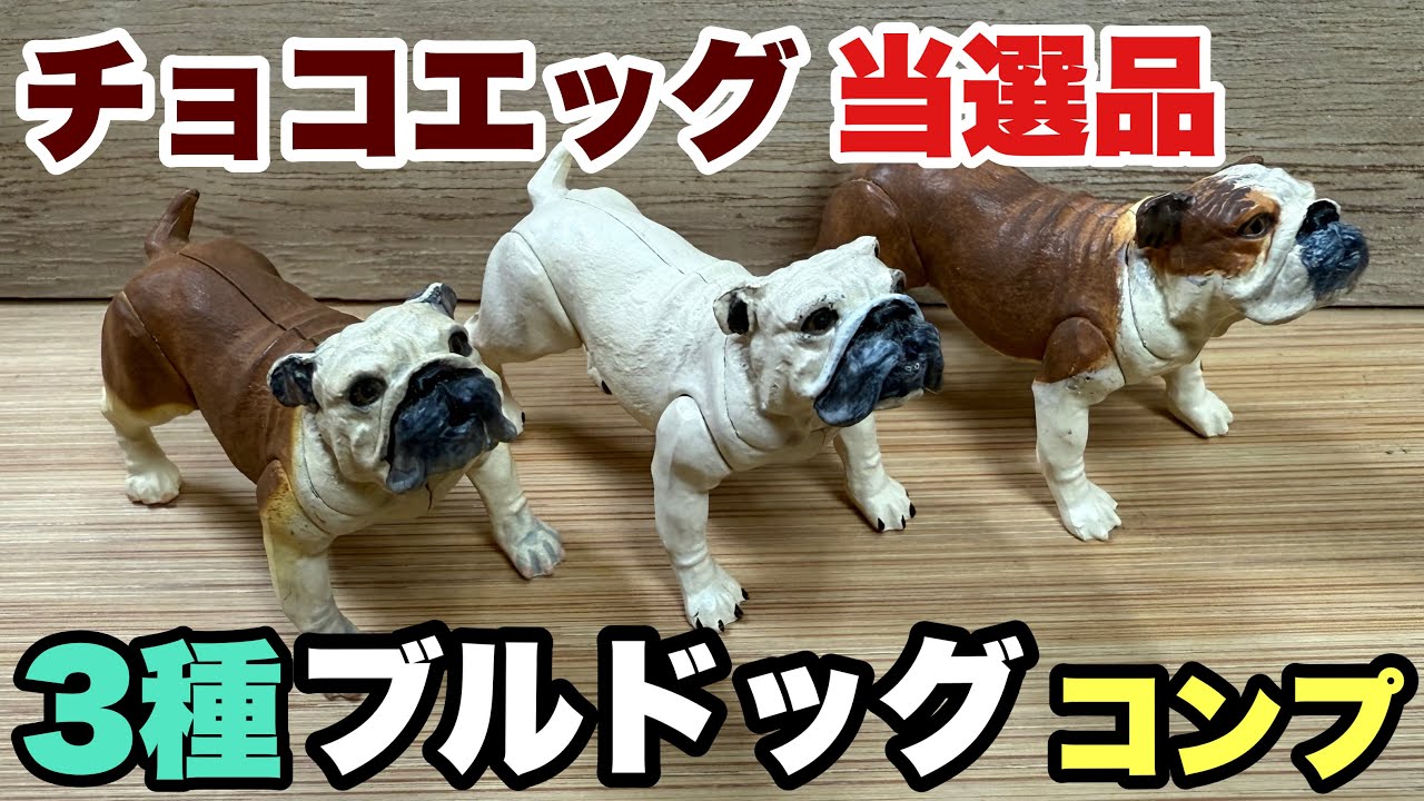 チョコエッグスクラッチの当選品！ブルドッグコンプリート㊗️ 食玩