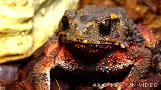 © 4К. Шлемоголовая жаба (Bufo galeatus) // The bony-headed toad