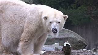 Eisbärin Katjuscha aus dem Zoo Berlin ist für immer eingeschlafen  27 12